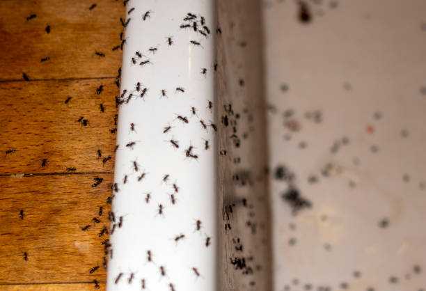 Best Wildlife Control Services  in Three Rivers, TX
